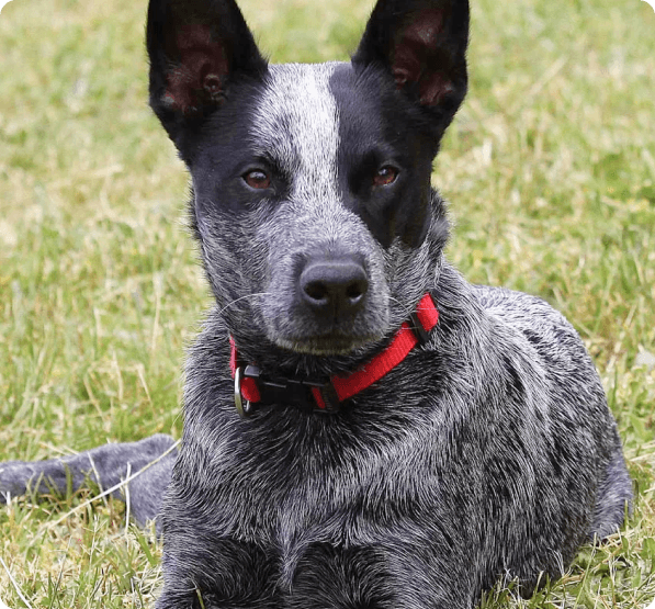 Dogs in Connecticut