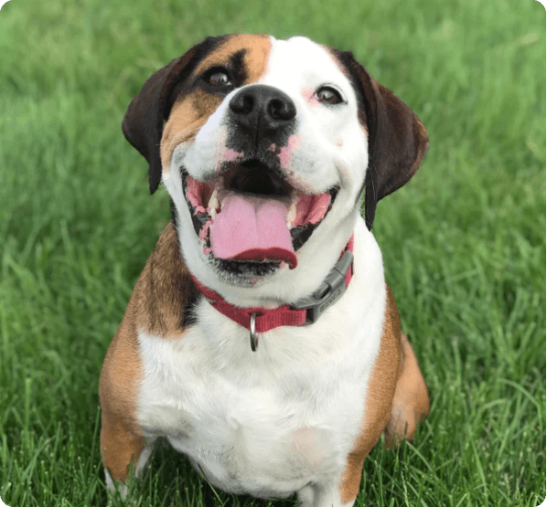 Dogs in Oregon