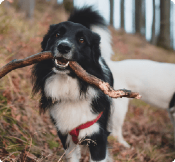 Dogs in Oregon
