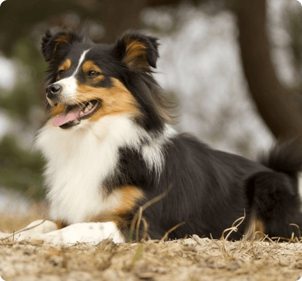 Dogs in Oregon