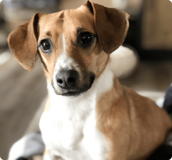 Dogs in Connecticut