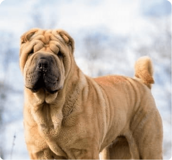 Dogs in Oregon