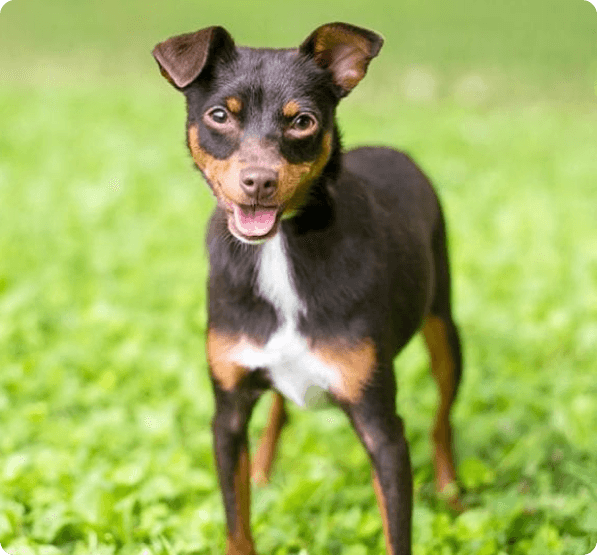 Dogs in Connecticut