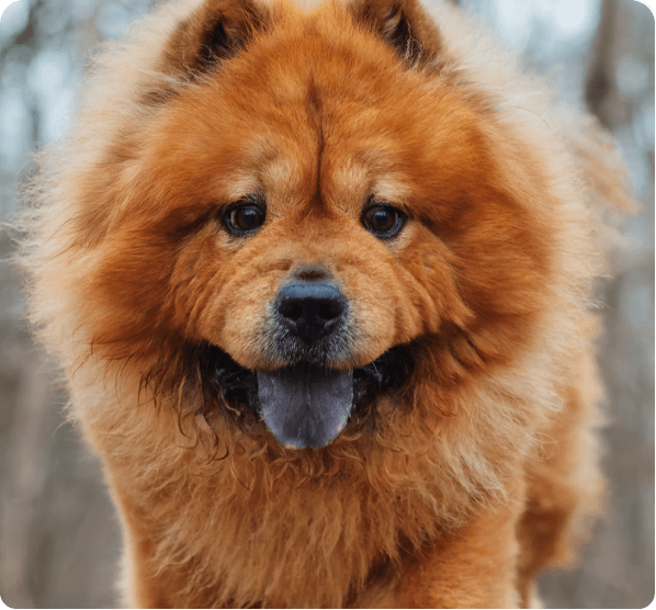 Dogs in Delaware