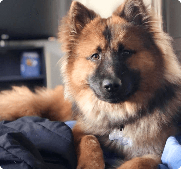 Dogs in Oregon