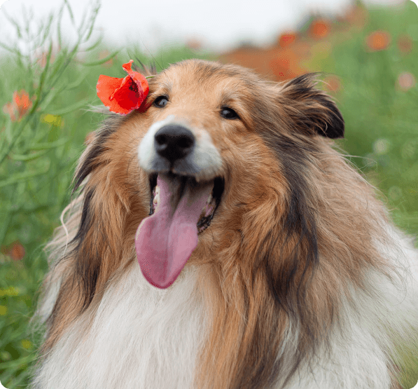 Dogs in Prince Edward Island