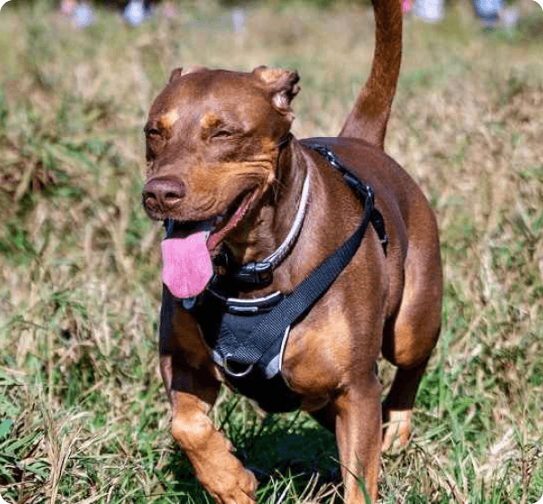 Dogs in Oregon
