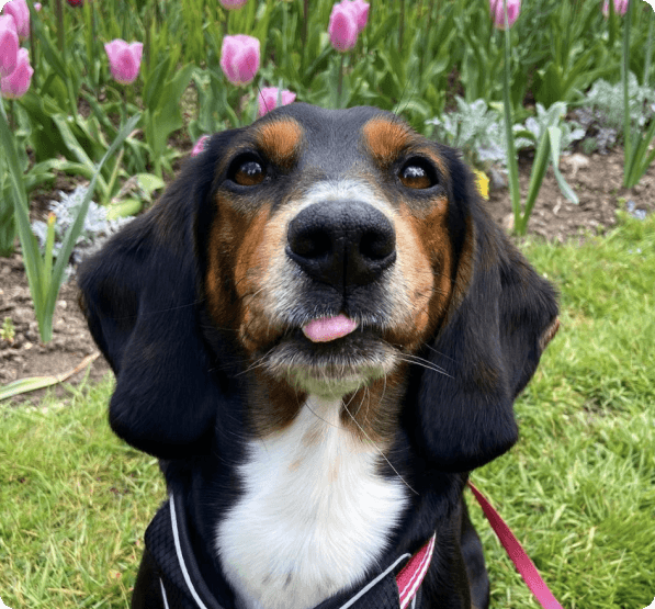 Dogs in Oregon