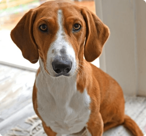 Dogs in Connecticut