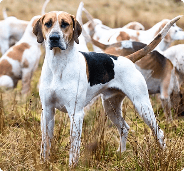 Dogs in Prince Edward Island