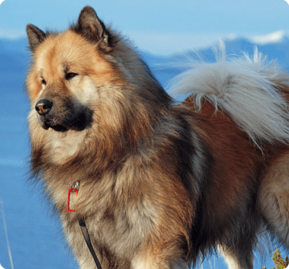 Dogs in Colorado