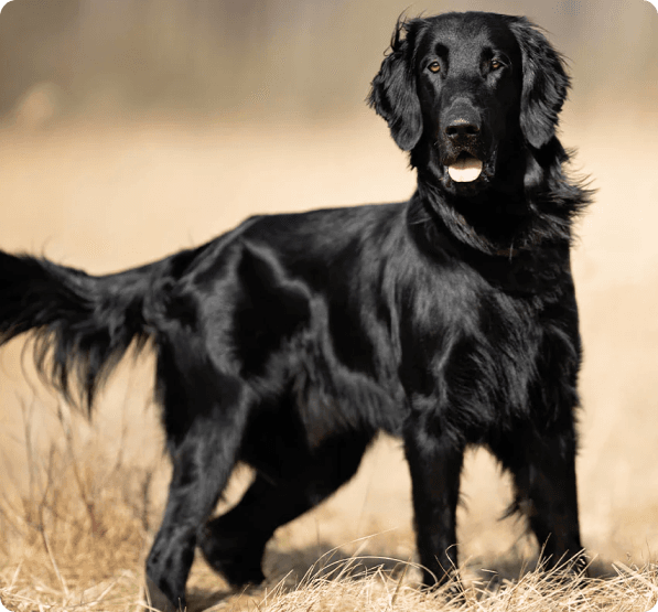 Dogs in Idaho