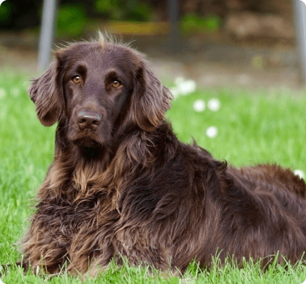 Dogs in Oregon
