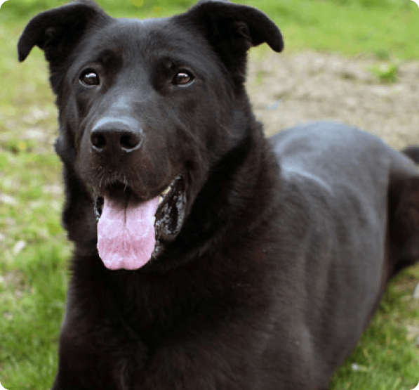 Dogs in Oregon