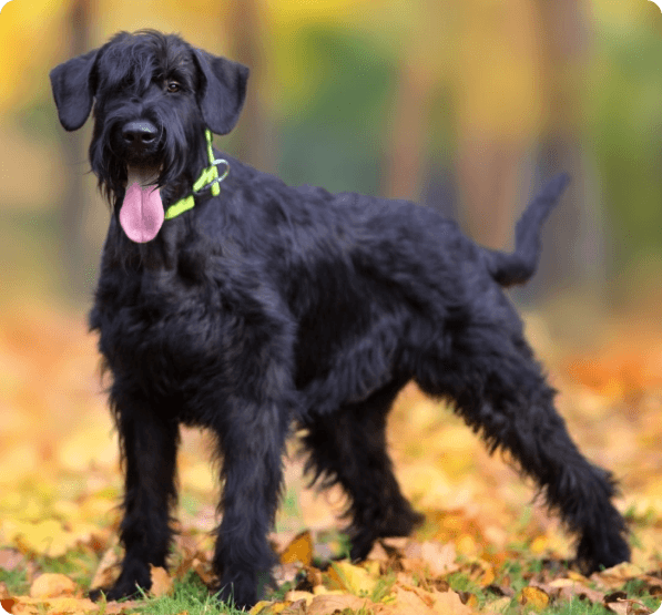 Dogs in Oregon