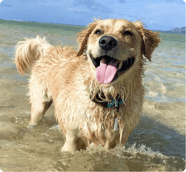 Dogs in Idaho