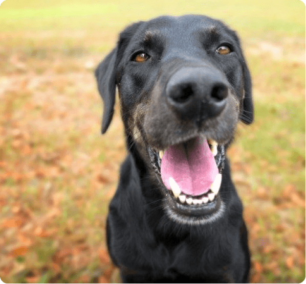 Dogs in Oregon