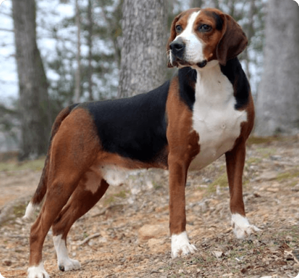 Dogs in Connecticut