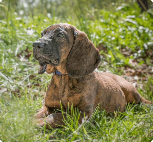 Dogs in Prince Edward Island