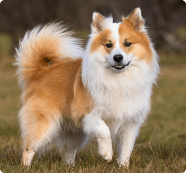 Dogs in Oregon