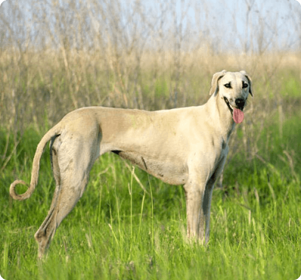 Dogs in Alaska