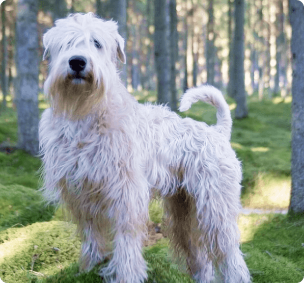 Dogs in Oregon