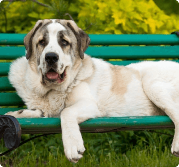 Dogs in Idaho