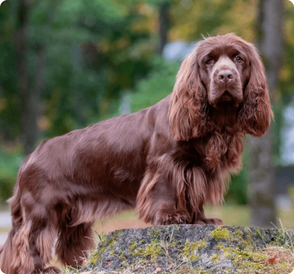 Dogs in Prince Edward Island