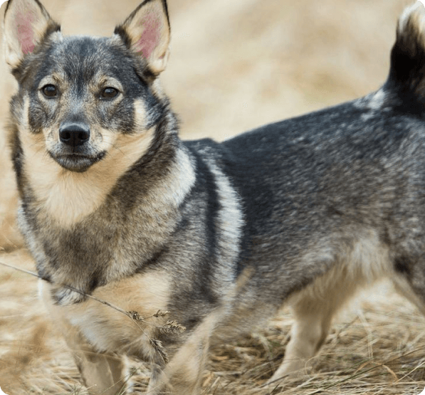 Dogs in Connecticut
