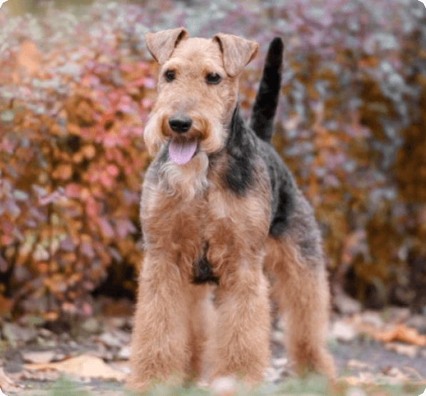 Dogs in Connecticut