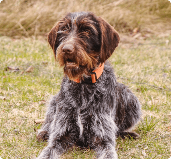 Dogs in Idaho