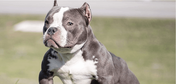 Dogs in Delaware