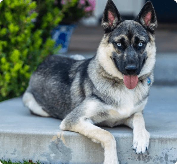 Dogs in Oregon