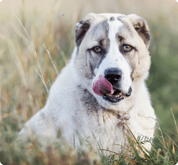 Dogs in Colorado