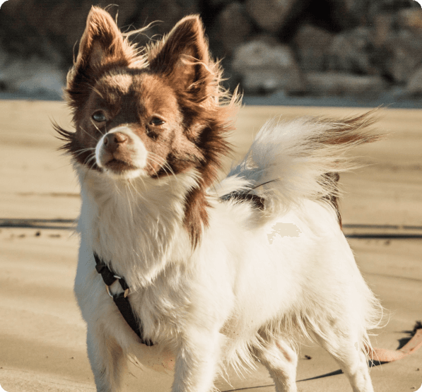 Dogs in Delaware