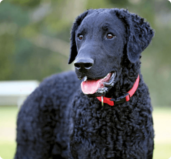 Dogs in Oregon