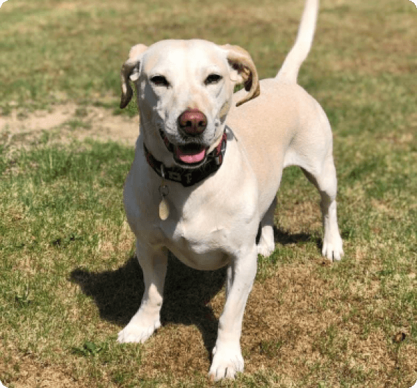 Dogs in Oregon