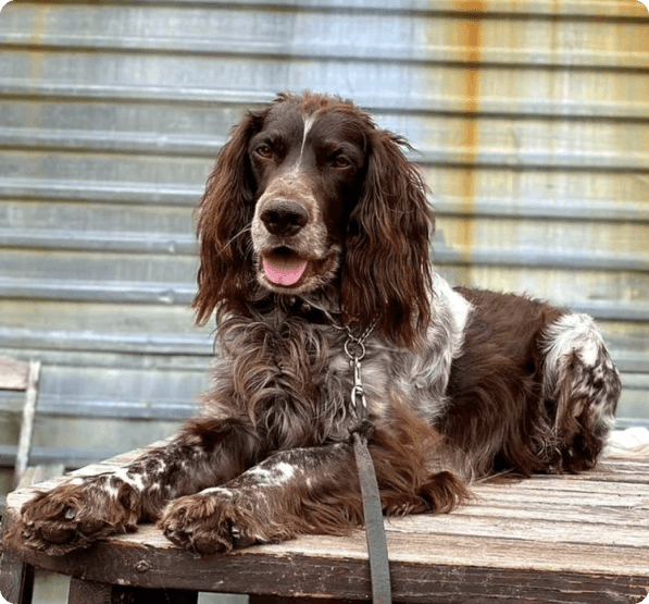 Dogs in Prince Edward Island