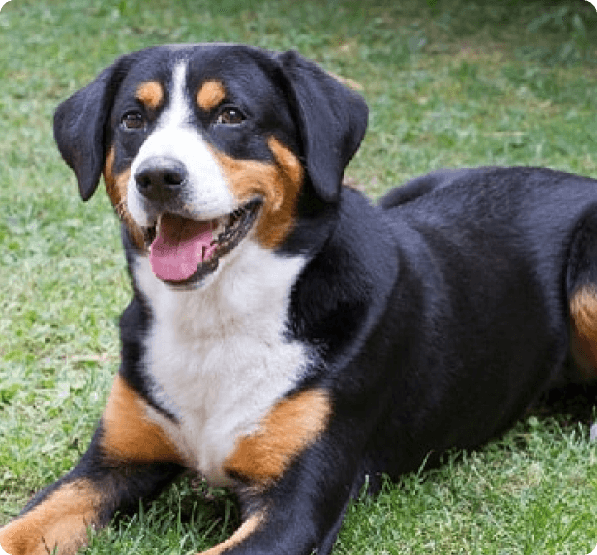 Dogs in Connecticut