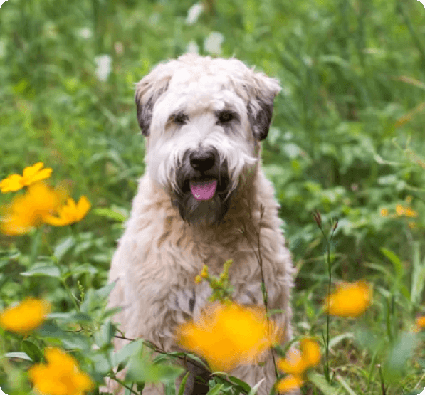 Dogs in Connecticut