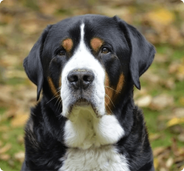 Dogs in Connecticut