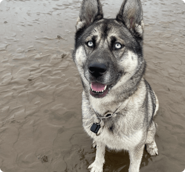 Dogs in Oregon