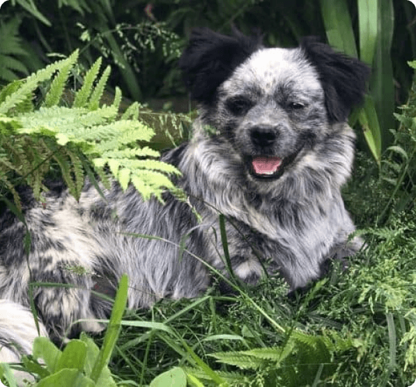 Dogs in Connecticut