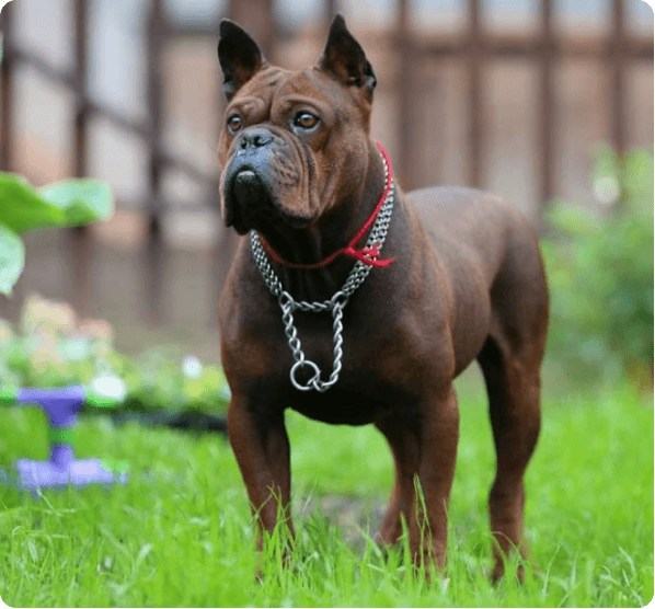 Dogs in Arizona