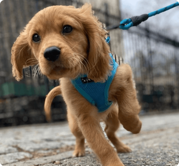 Golden Cavalier Puppies for Sale in Indiana