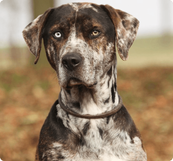 Dogs in Virginia