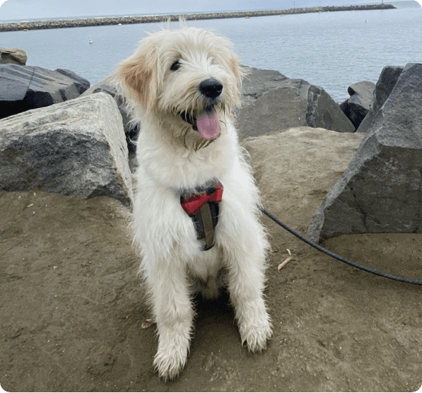 Dogs in British Columbia