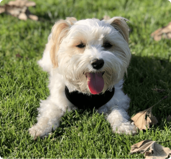 Dogs in North Dakota