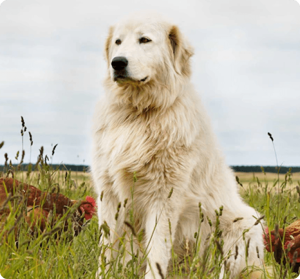 Dogs in Iowa
