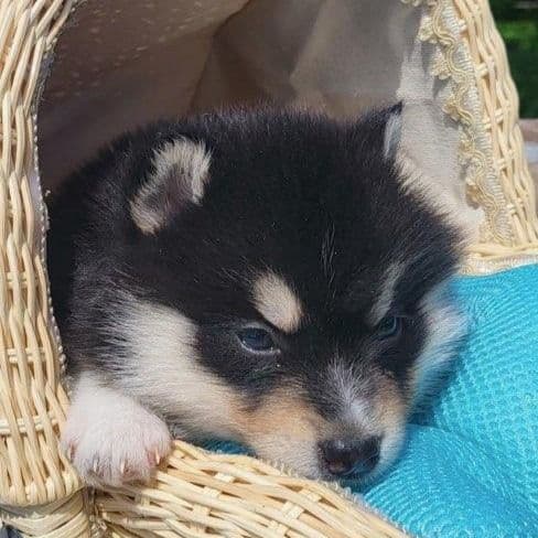 Jagger - Pomsky Male